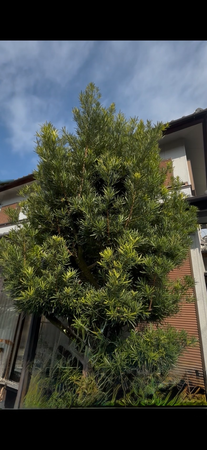 玄関脇のマキ 剪定前