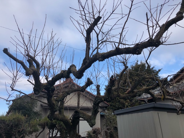 柿の木 強剪定前